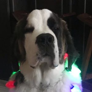 Meet your Posher, Bailey